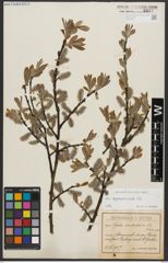 Foto von Salix appendiculata Vill.